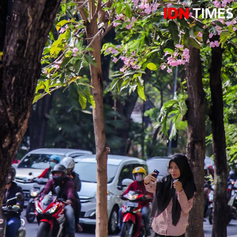 Bak Jepang Ini 15 Potret Cantiknya Bunga Sakura Ala Surabaya