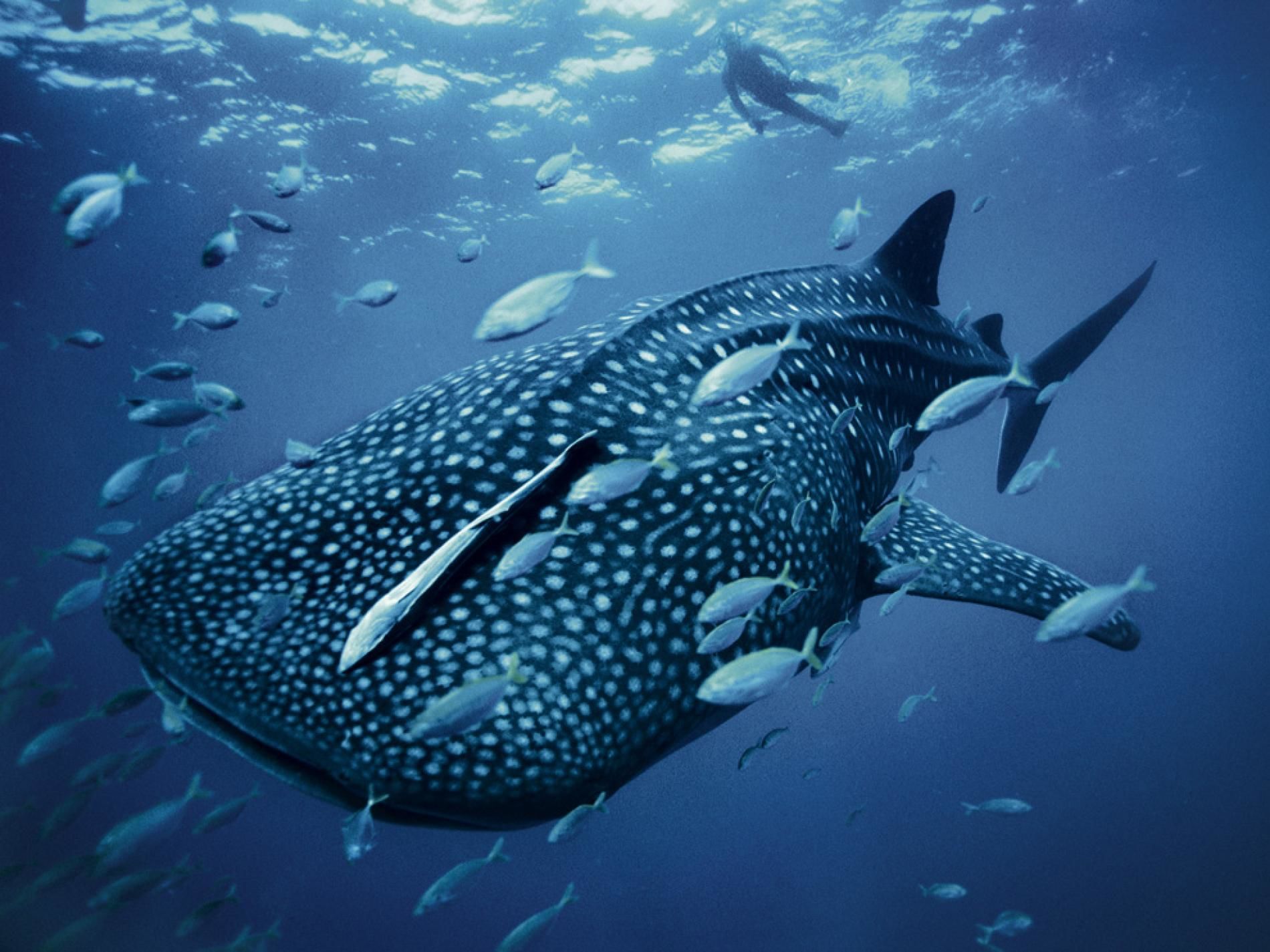 10 Hewan Laut Raksasa Paling Indah dan Menakjubkan!