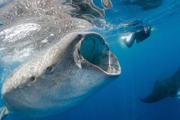 10 Hewan  Laut  Raksasa Paling Indah dan Menakjubkan Mana 