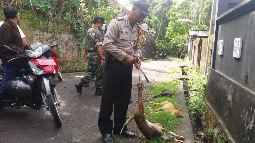 Serang 3 Warga Desa Akah, Anjing Betina Diburu dengan Tombak