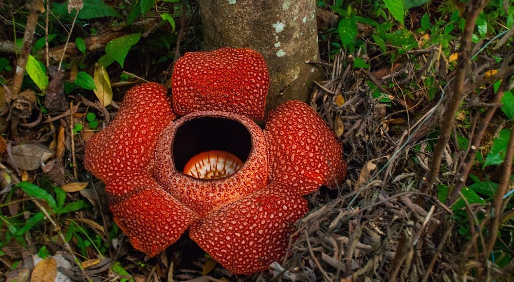 Rafflesia Arnoldi Tumbuh Mekar di Kebun Milik Warga