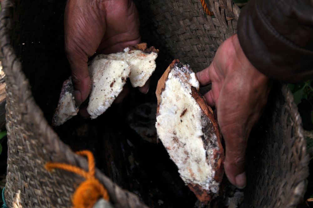 Jangan Sembarangan Memanen Getah Kemenyan, Begini Ritualnya