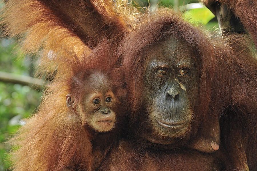 Miris! 18 Hewan Terancam Punah Selama 2018, Banyak dari Indonesia!