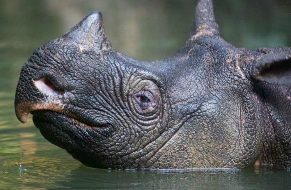 Ini 18 Hewan Sangat Terancam Punah di Dunia, 5 Berasal dari Sumatera