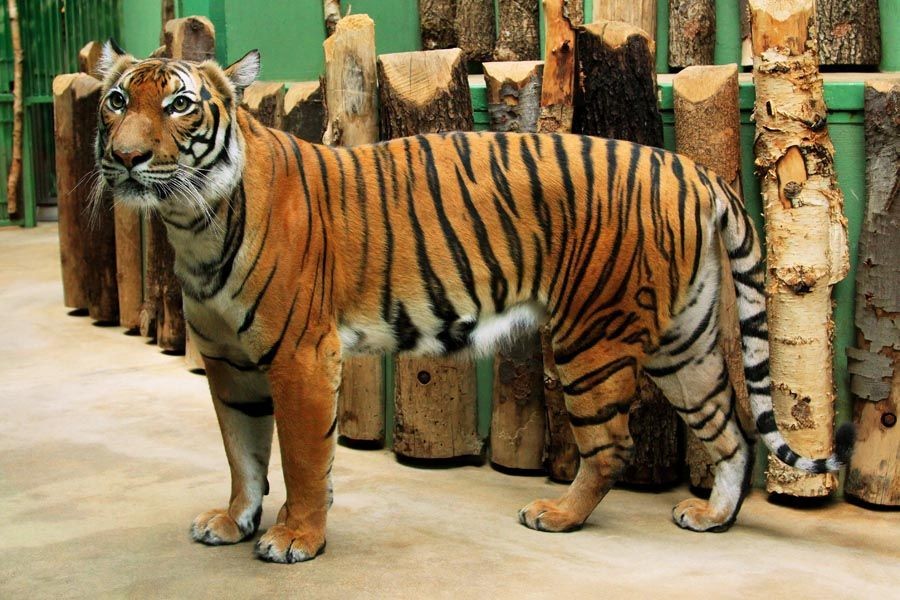 Ini 18 Hewan Sangat Terancam Punah di Dunia, 5 Berasal dari Sumatera