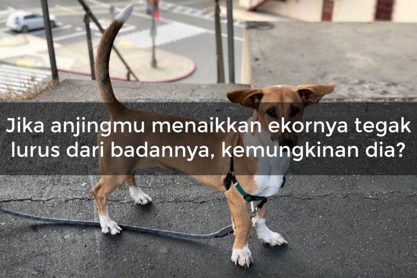[QUIZ] Apakah Kamu Mengerti Maksud Anjingmu dari Bahasa Tubuhnya? Buktikan Jika Kamu Dog Lover Disini!