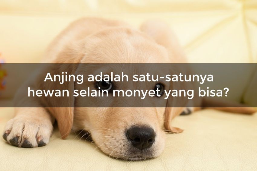 [QUIZ] Apakah Kamu Mengerti Maksud Anjingmu dari Bahasa Tubuhnya? Buktikan Jika Kamu Dog Lover Disini!