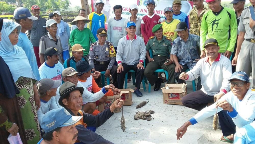 Tak Mempan Racun, TNI di Lamongan Turun Tangan Berantas Tikus Sawah