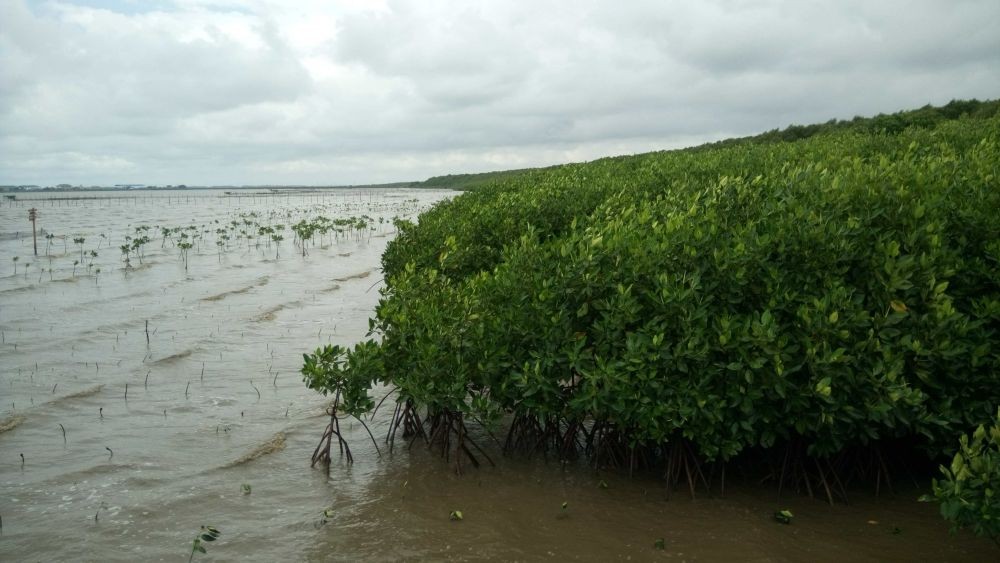 Ini Potret Pesona Hutan Bakau di Ekowisata Mangrove Lantebung