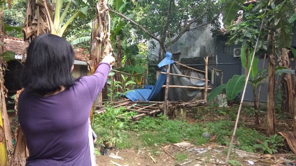 Diduga Lapar, Kera Liar Masuk ke Pemukiman Warga di Tuban 