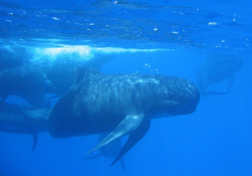 145 Paus Pilot Ditemukan Mati di Pantai Selandia Baru secara Misterius