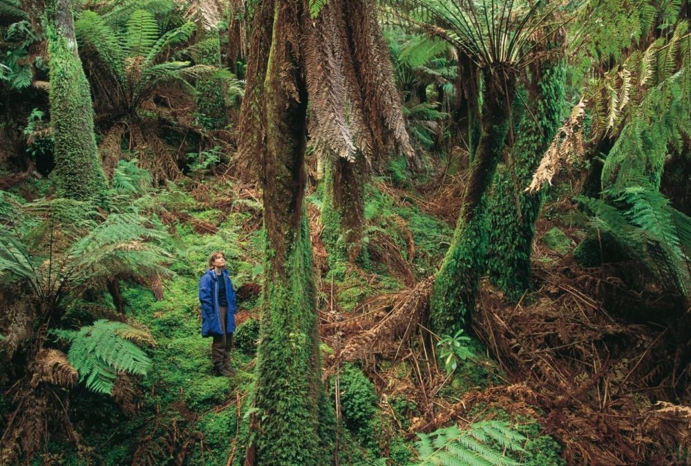 10 Hutan Terluas di Dunia, Bisa Tebak Indonesia di Posisi ...