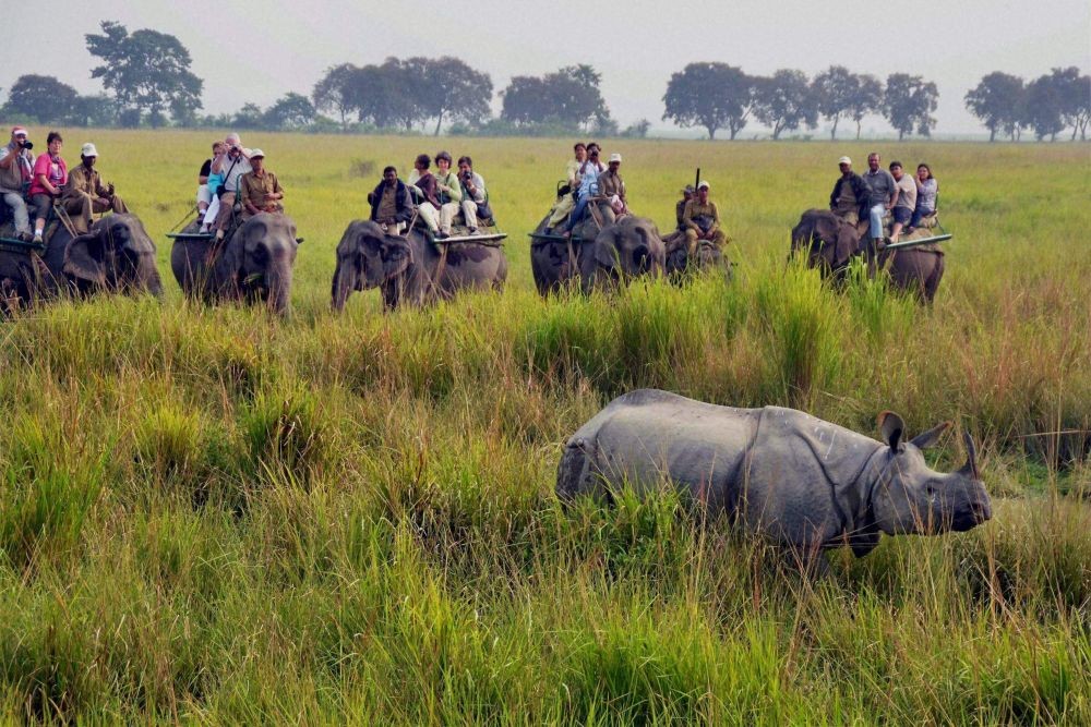 10 Hutan Terluas di Dunia, Bisa Tebak Indonesia di Posisi 