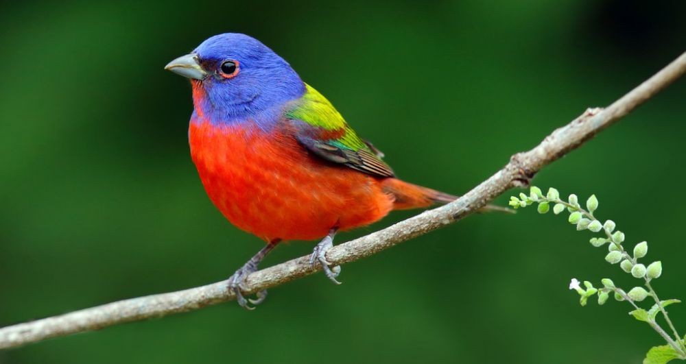 15 Burung  Tercantik di Dunia Beberapa di Antaranya dari 
