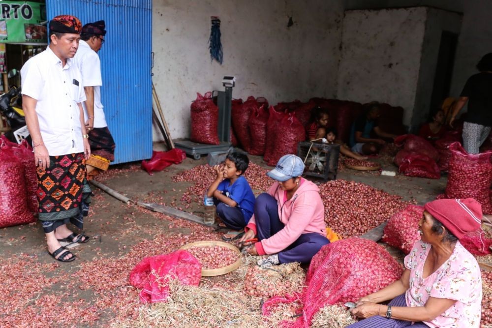 Petani Bawang Merah di Cirebon Nikmati Panen Perdana di 2019