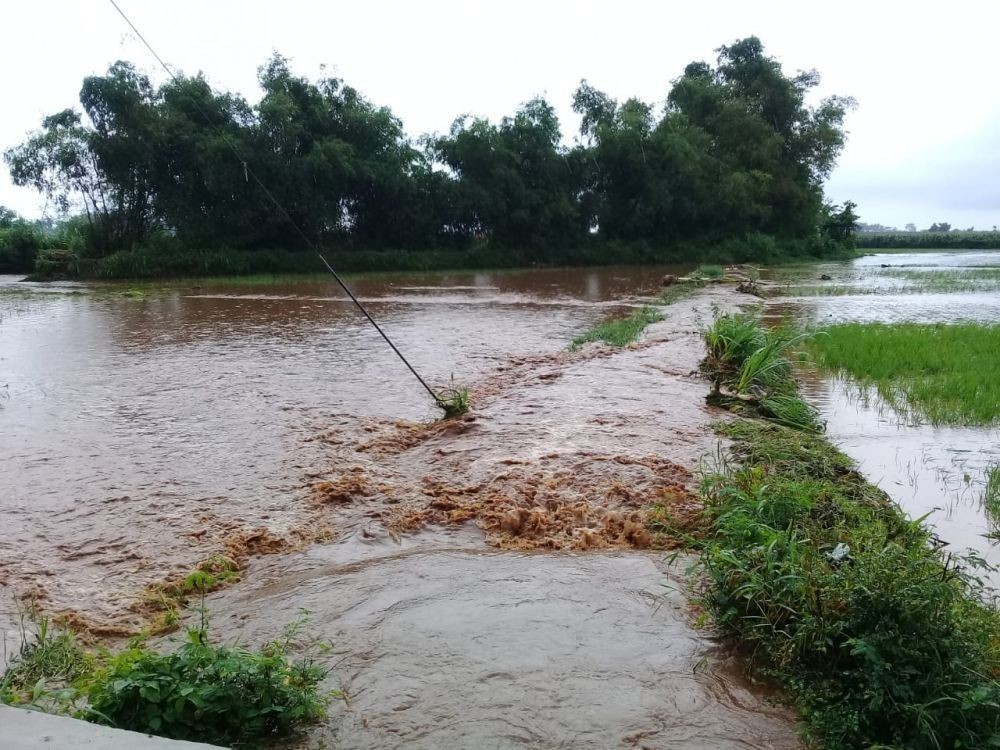 Intensitas Hujan Meningkat, 40 Hektar Sawah di Banyuwangi Terendam