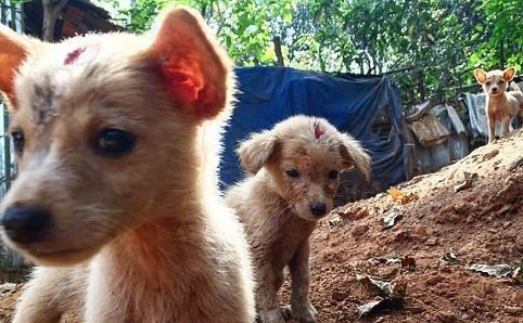Pemuda 22 Tahun Meninggal Usai Digigit Anak Anjing di Kali Unda