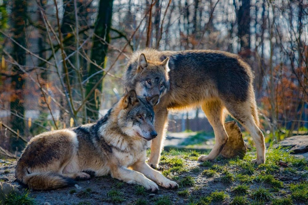 5 Pemahaman Salah tentang Serigala  yang Wajib Kamu Tahu