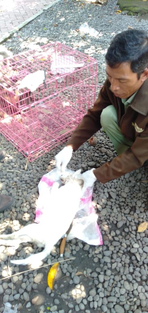 Khawatir Rabies, Keswan Ambil Sampel Otak 5 Anjing Liar di Paksebali