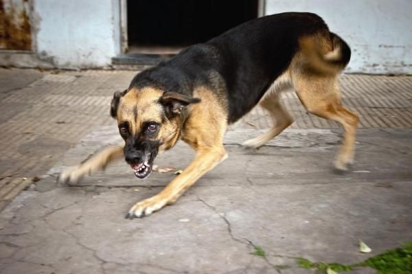Anjing Betina Kembali Gigit 3 Warga di Klungkung
