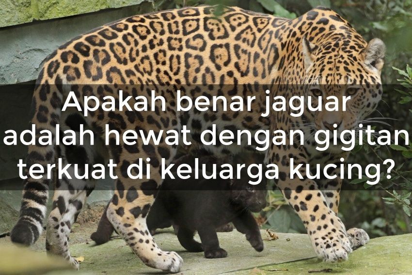 [Quiz Pengetahuan] Tebak Hewan dengan Gigitan Terkuat! Kamu Salah Berapa Hayoo?