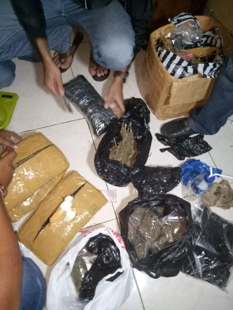 Polisi Temukan 1.300 Tanaman Ganja Siap Panen di Area Waduk Jatiluhur