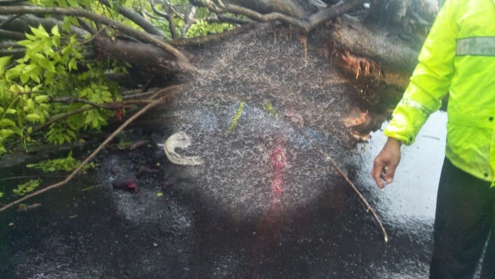 Hujan Lebat di Bantul, Seorang Warga Terluka Tertimpa Pohon 