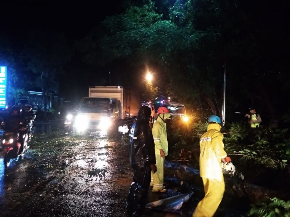 Akibat Hujan, Pohon Tumbang di Bojonegoro Timpa Mobil, Sopir Selamat