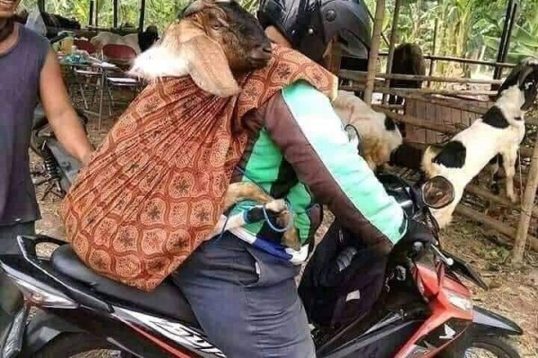 12 Foto Kelakuan Pengendara Sepeda Motor di Indonesia, Bikin Ngakak!