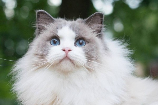 Nama Kucing Mata Biru - 81021+ Nama Untuk Kucing Comel, Lucu dan Unik