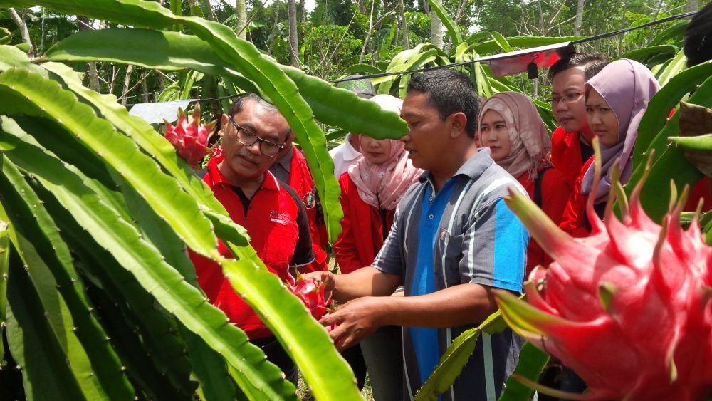 Gandeng Swasta, Pemerintah Janji Serap 150 Ton Buah Naga dari Petani