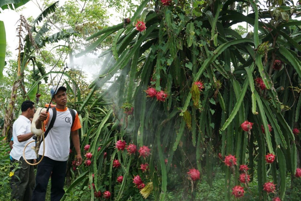 Harga Anjlok, Petani Buah Naga Organik Masih Bisa Kantongi Rp60 juta