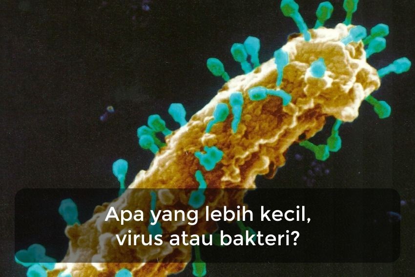 [QUIZ] Virus, Bakteri atau Jamur? Ayo Tebak Asalnya Penyakit lewat Kuis Ini