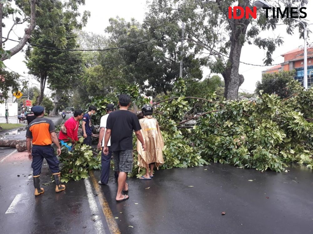 Hujan Angin, Pohon Beringin di Alun-Alun Utara Yogyakarta Tumbang