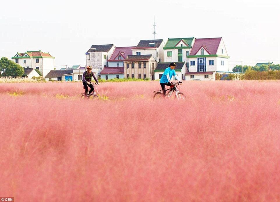 4 Padang Rumput Pink Terindah di Dunia, Serasa Masuk ke Dunia Lain