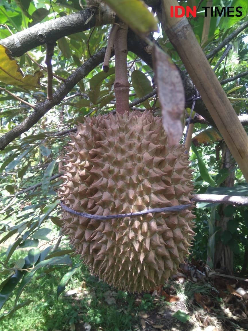 78 Gambar Pohon Durian  Psikotes HD Gambar  Pixabay