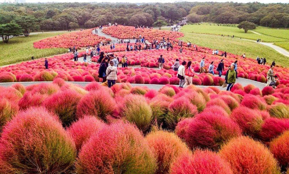 4 Padang Rumput Pink Terindah di Dunia, Serasa Masuk ke Dunia Lain