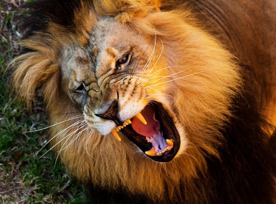 10 Alasan Singa Disebut Raja Hutan, padahal Hidupnya di Padang Rumput!