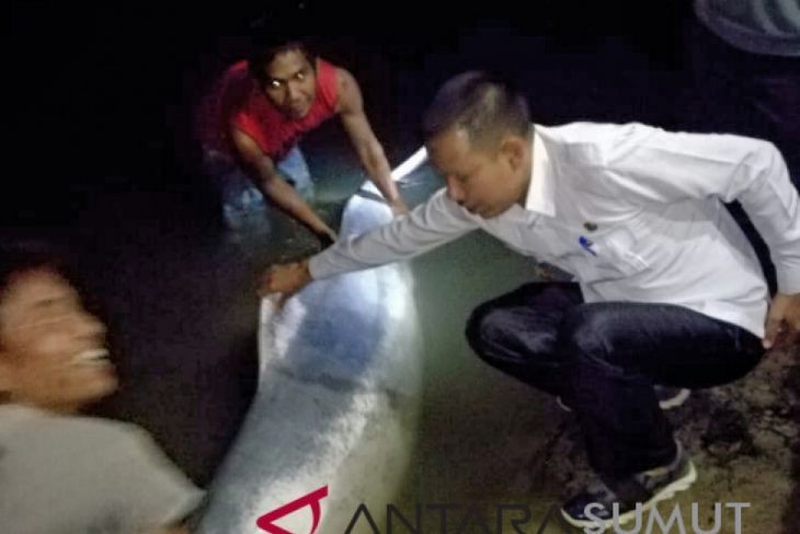 Bangkai Lumba-lumba Putih dari Labura Dibawa ke Medan