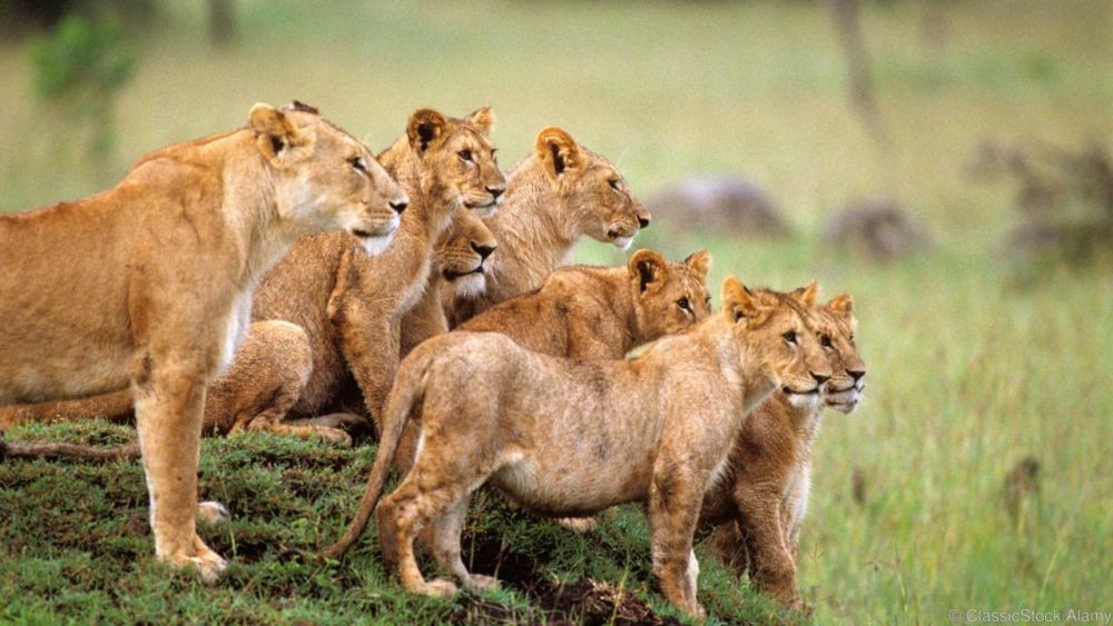 10 Alasan Singa Disebut Raja Hutan, padahal Hidupnya di Padang Rumput!