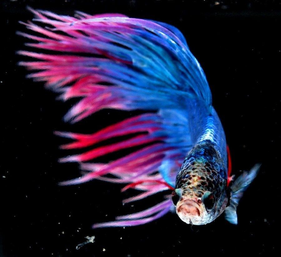 Ternyata Ikan Cantik Ini Bisa Memutus Mata Rantai Nyamuk DBD