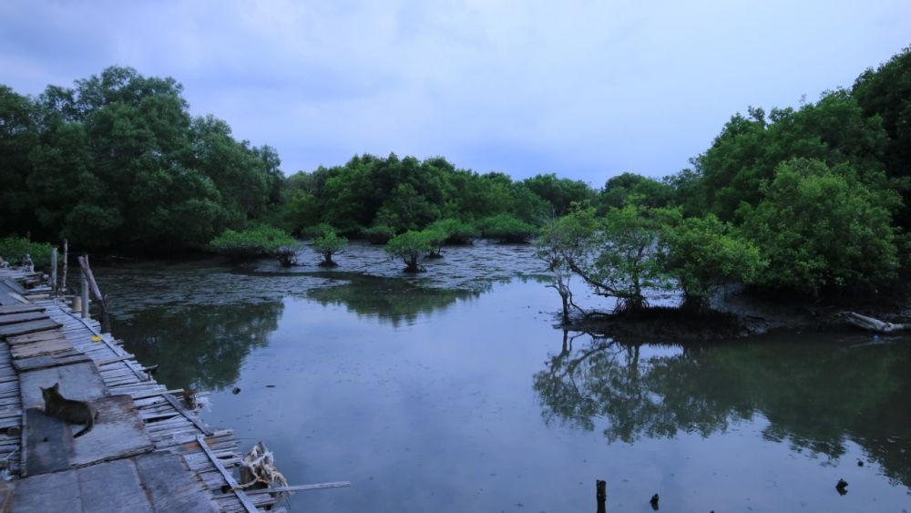 Sicanang, Hutan Mangrove Terakhir di Medan Dijadikan Wisata Edukasi