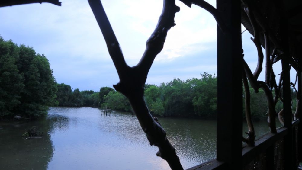 Sicanang, Hutan Mangrove Terakhir di Medan Dijadikan Wisata Edukasi