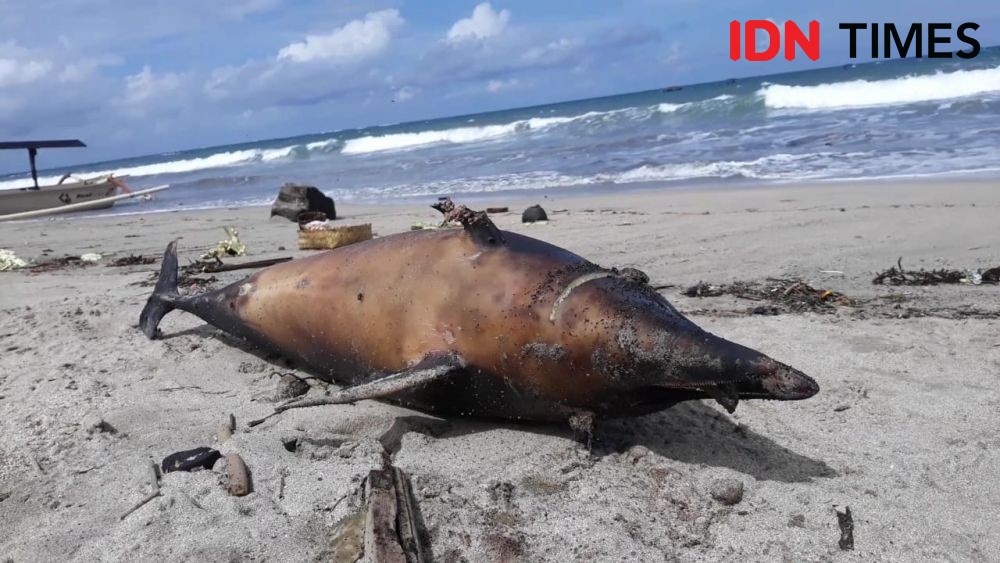 Pertama Kali Terjadi, Lumba-lumba Terdampar dan Mati di Pantai Kuta