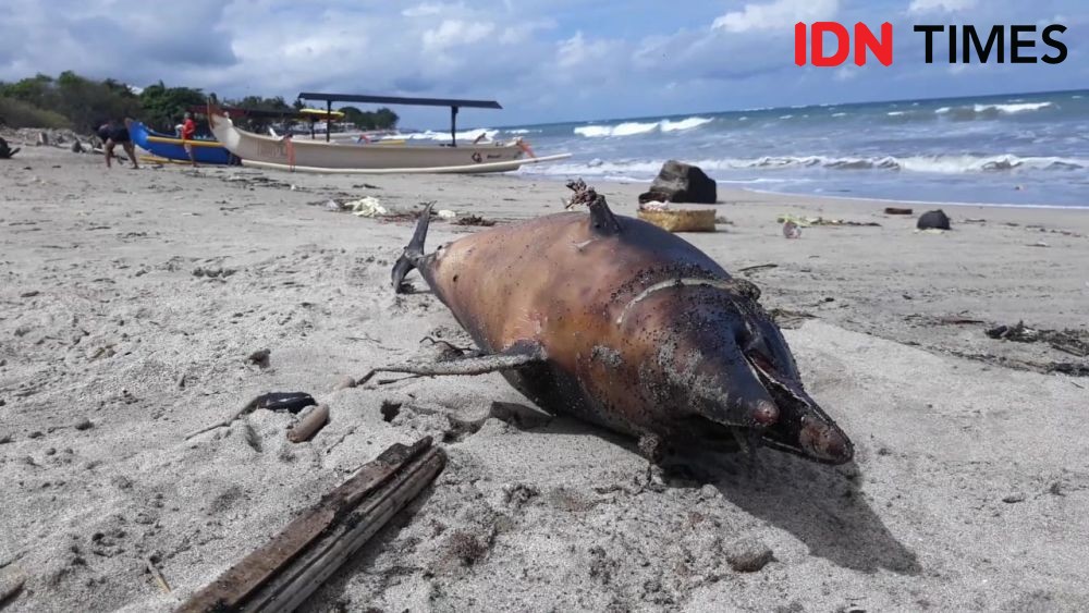 Pertama Kali Terjadi, Lumba-lumba Terdampar dan Mati di Pantai Kuta