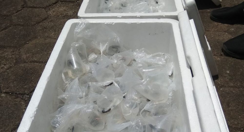 Ikan Cupang Pemakan Jentik Nyamuk DBD Disebar di Kota Tasikmalaya