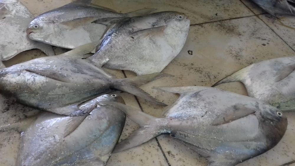 Ikan Bawal Laut Sulit Ditangkap, Harga Meroket Hingga Rp300 Ribu/kg  