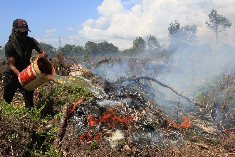 Kebakaran Meluas, Tercatat 843 Hektare Hutan Riau Sudah Terbakar