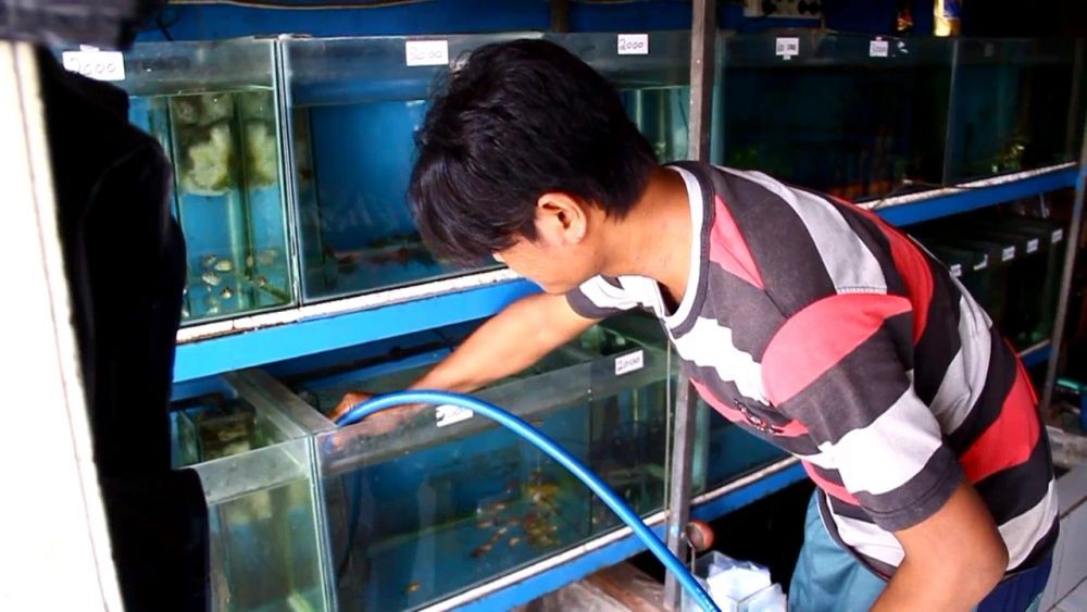 Wabah DBD Meningkat, Pebisnis Ikan Cupang di Cirebon Laris Manis