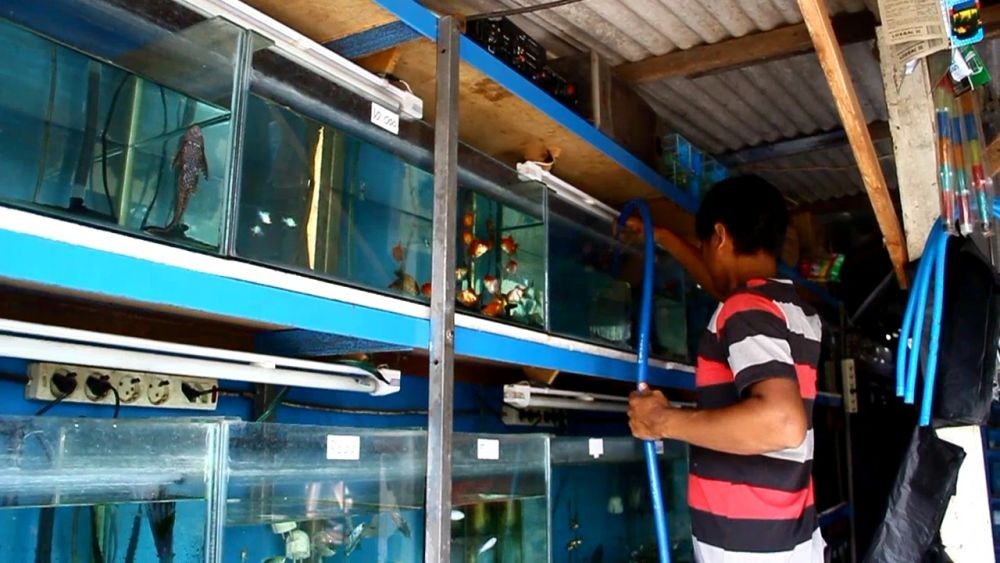 Wabah DBD Meningkat, Pebisnis Ikan Cupang di Cirebon Laris Manis